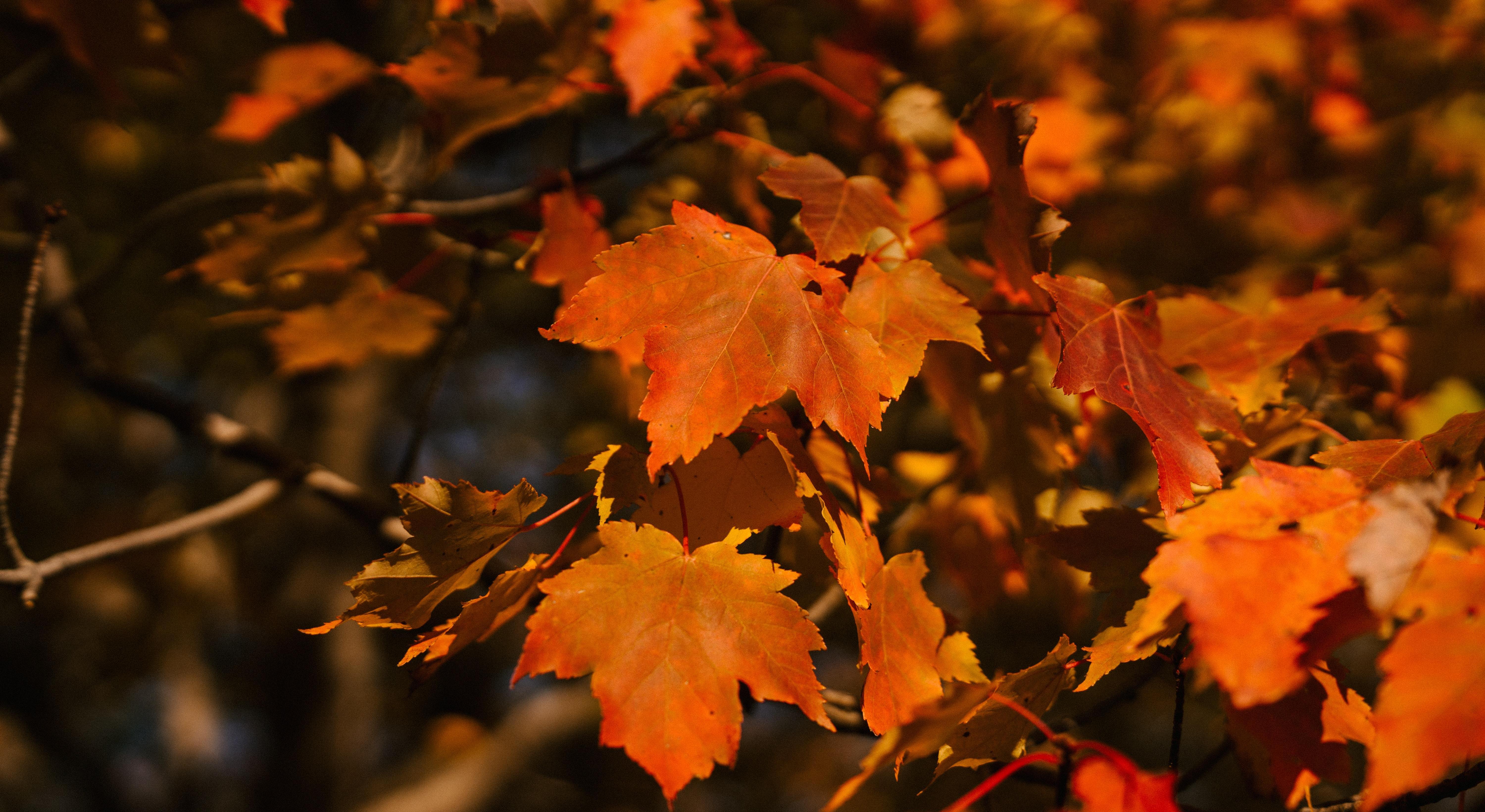 Footer image