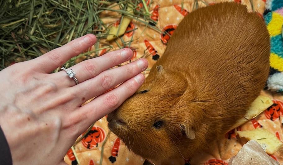 The Wedding Website of Olivia Lorenzo and Nicolo DeMeo