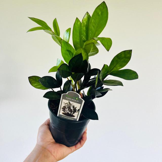 ZZ Super Nova - Easy plant- Low light plant-Zamioculcas Zamiifolia - Live Plant in 5” Pot