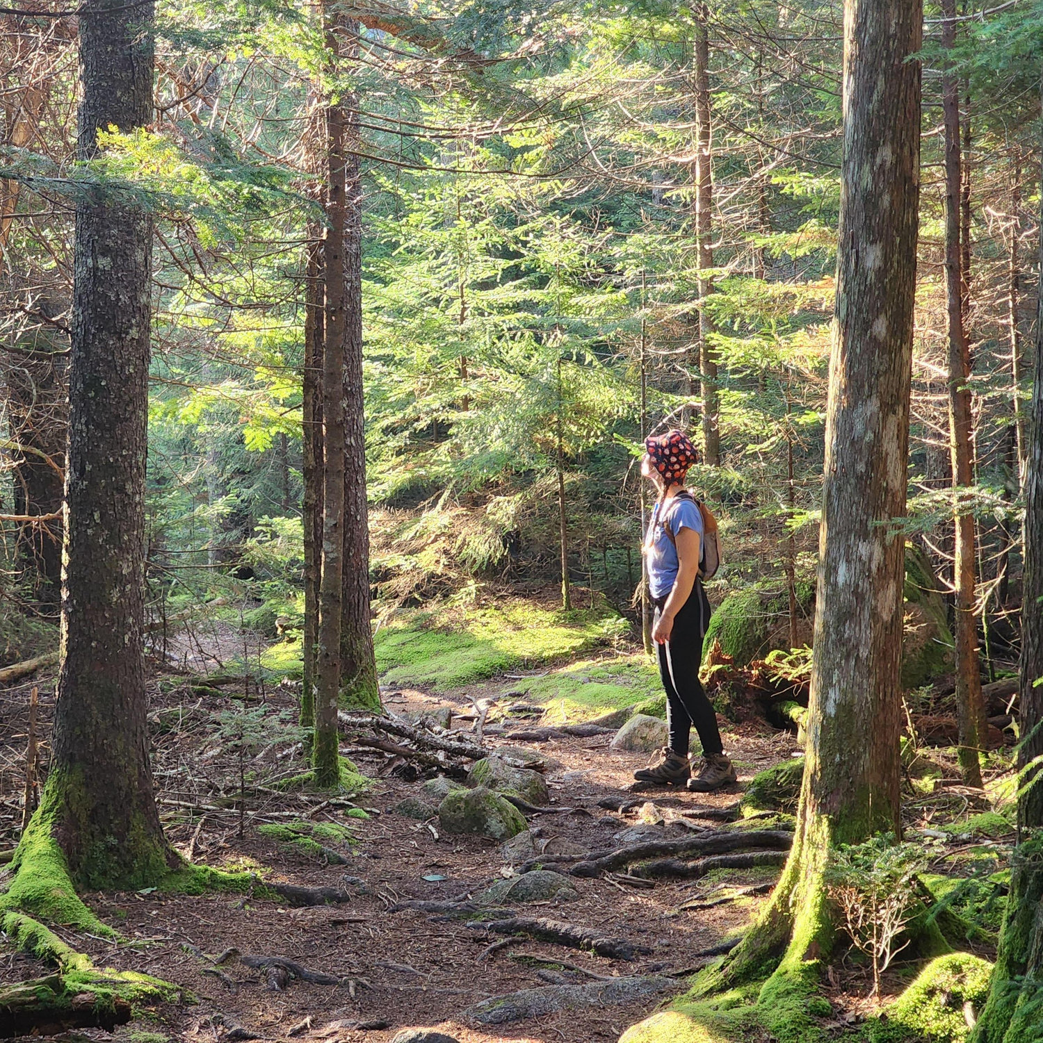 Is that Hyrule? Rivendell? Nope, just one of many magical spots you can find just around the corner in Acadia.