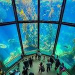 Monterey Bay Aquarium