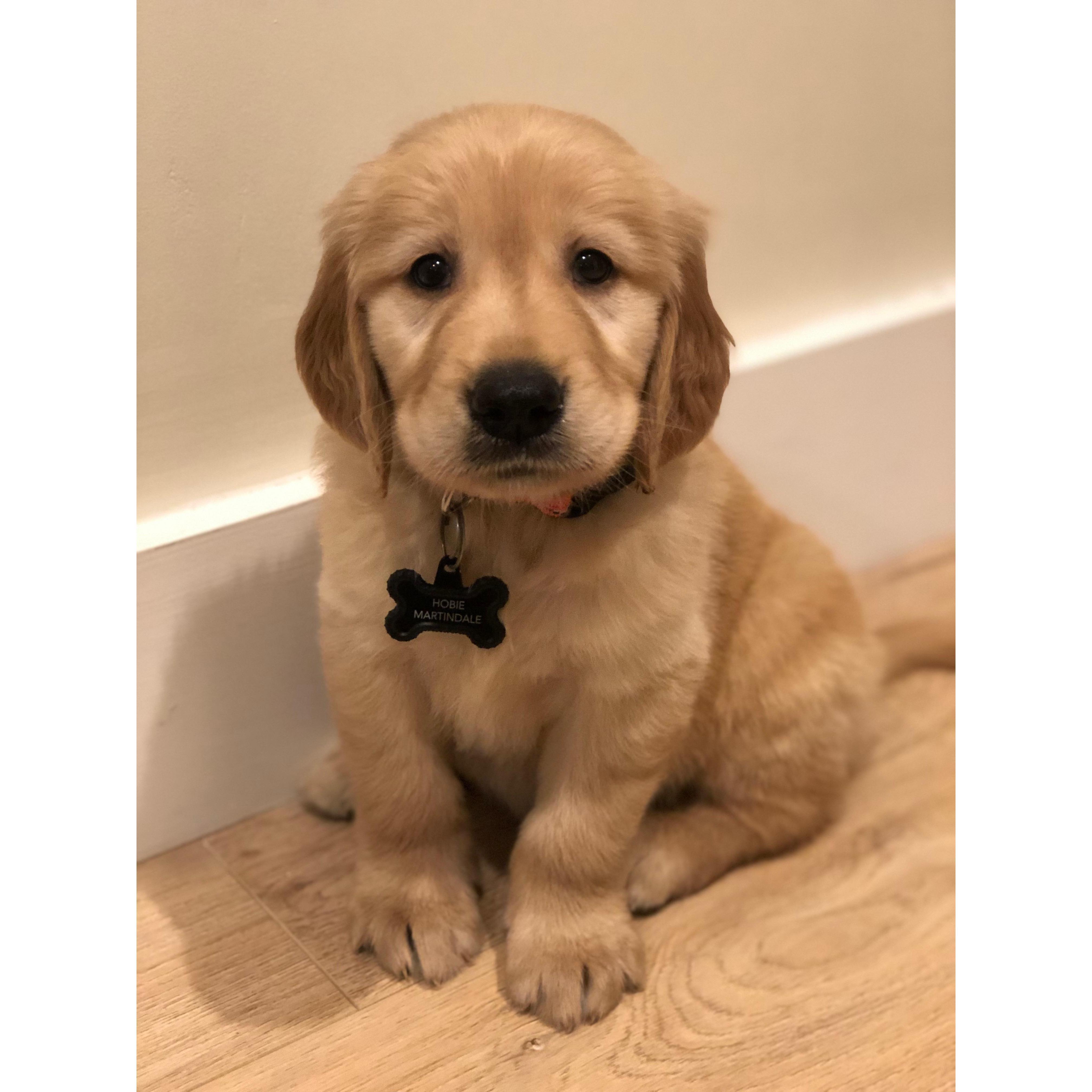 Our little baby boy Hobie when we first got him.