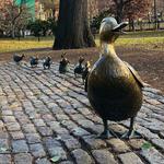 Boston Public Garden