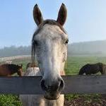 Rosemary Farm Horse Sanctuary