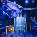 Wonders Of Wildlife National Museum & Aquarium