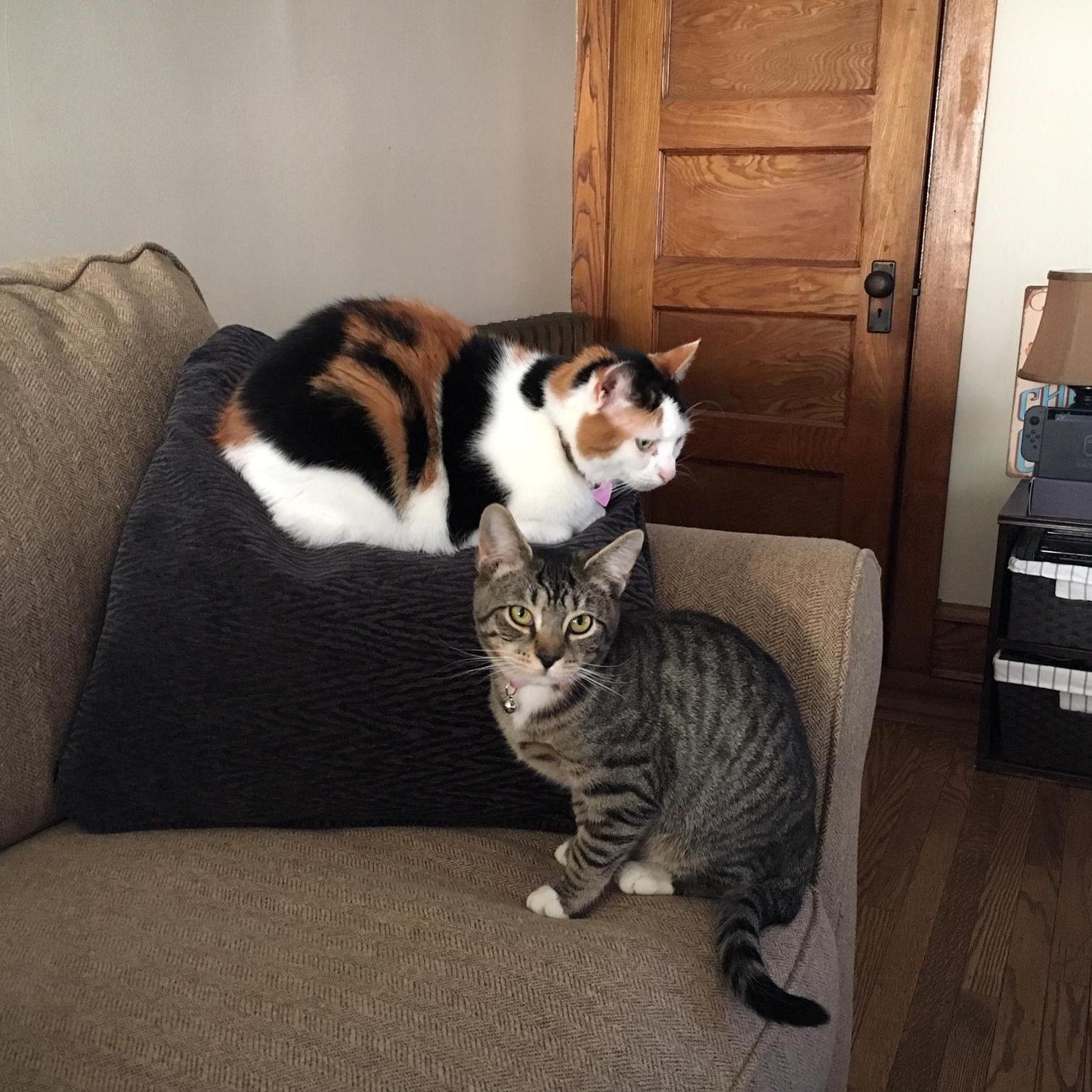 This makes it seem like Chistosa and Barnaby are actually friends!