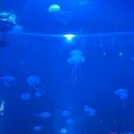 North Carolina Aquarium at Fort Fisher