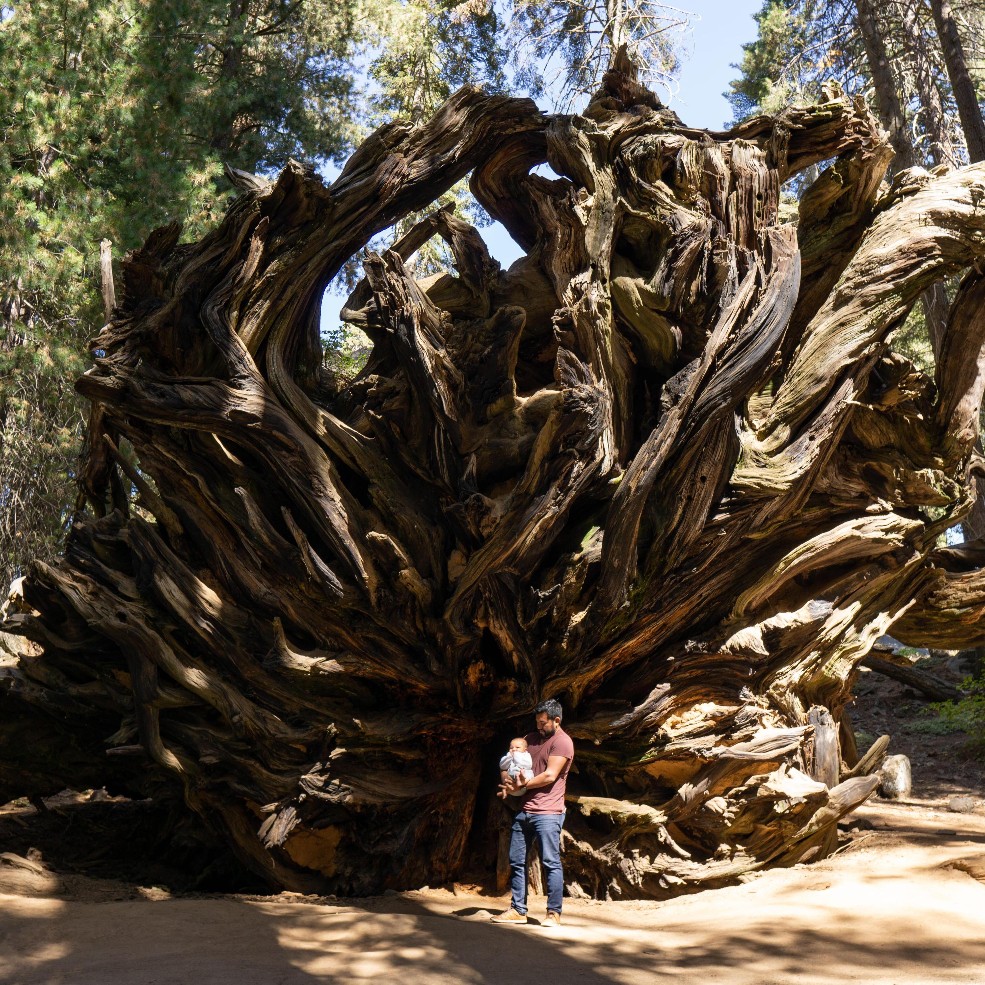Sequoia NP