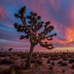 Joshua Tree National Park