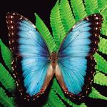 Green Hills Butterfly Ranch