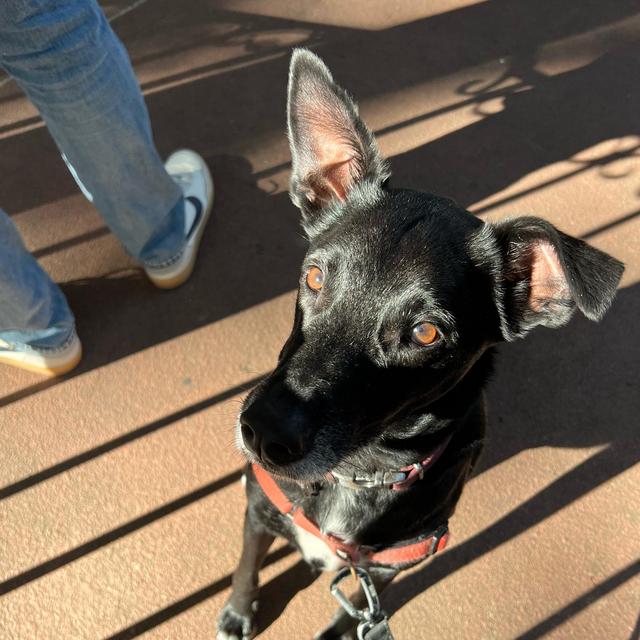 Pet Hotel For Our Honeymoon