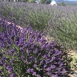 Longview Lavender Farm LLC