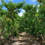 McLeod Farms