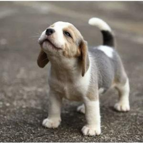 Our Future Dog Fund