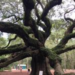 Angel Oak