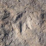 Dinosaur Footprints