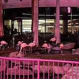 Flamingo Wildlife Habitat
