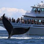 Whale Watch
