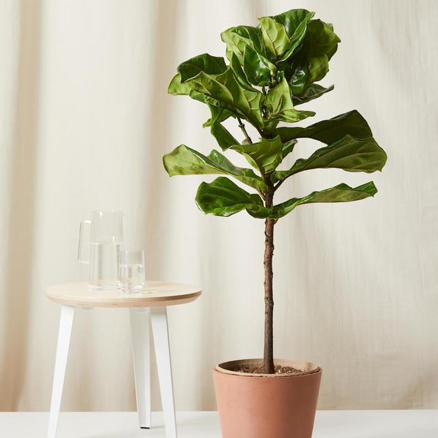 Fiddle Leaf Fig