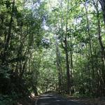 Bosque Estatal de Guajataca