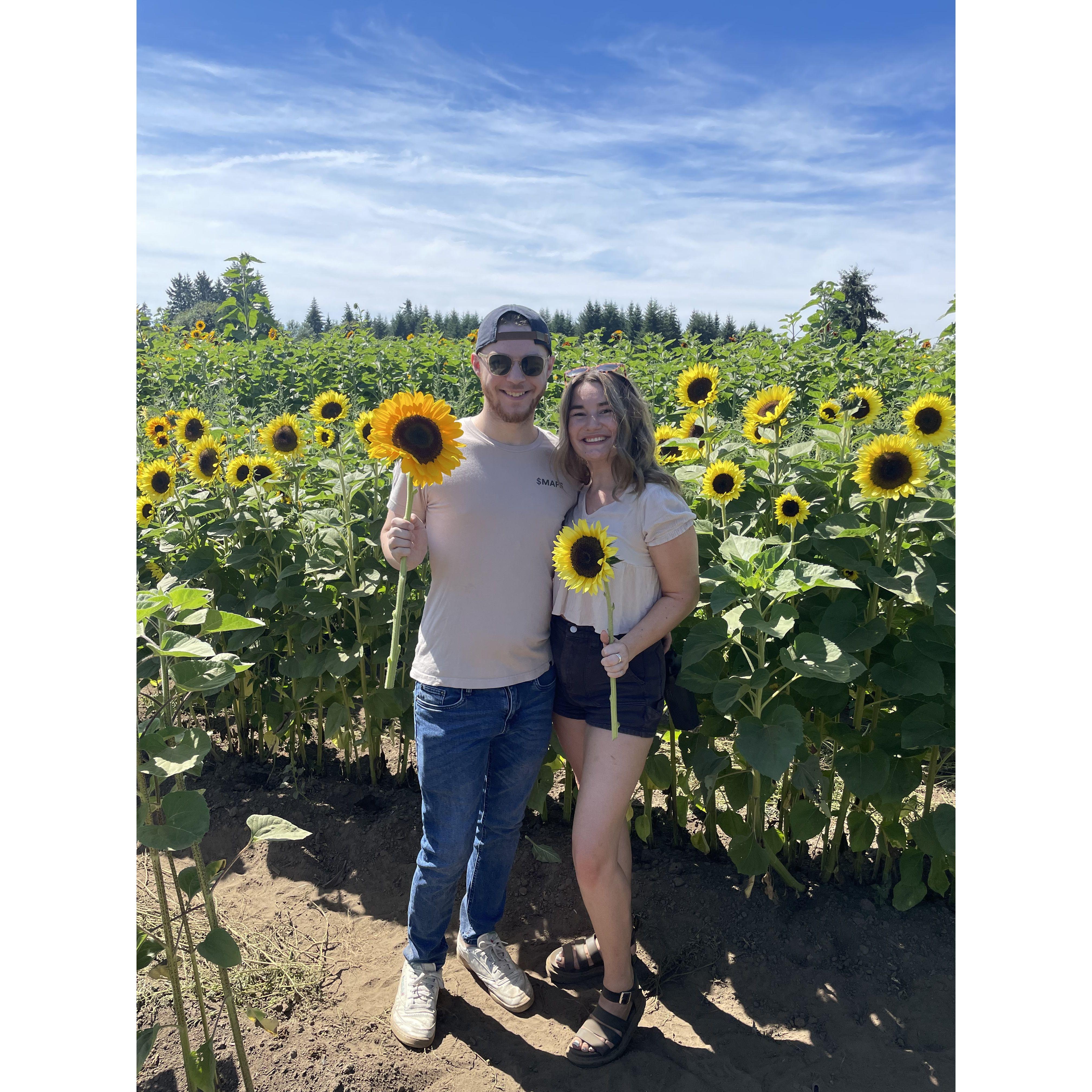 August 2022 - Sunflower Fields