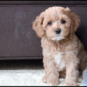 Our New Fur Child