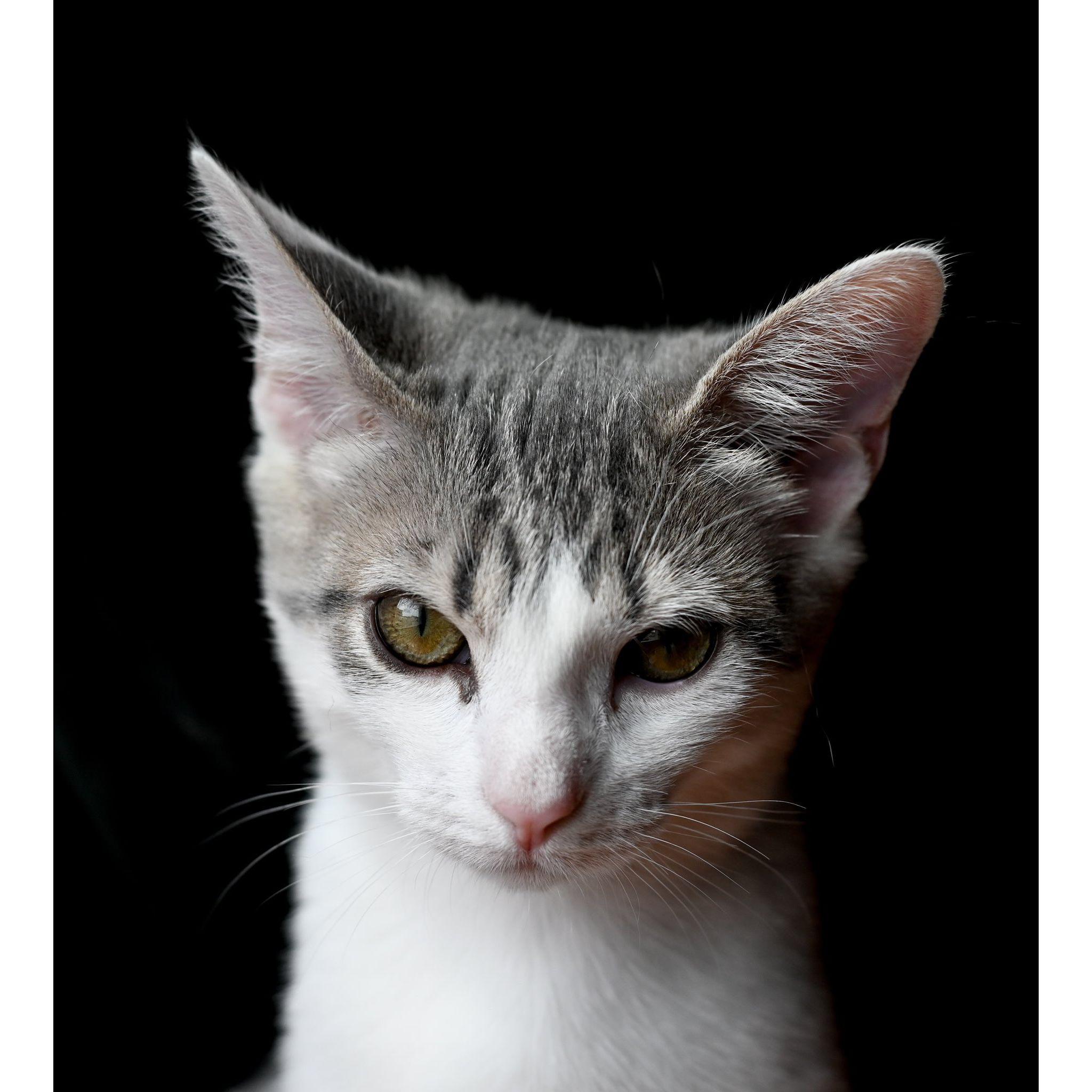 Edith, one of our beloved kitties.