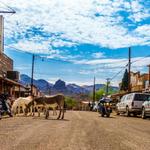 Oatman Az