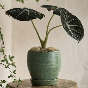 Evergreen Ceramic Pot + Saucer Set