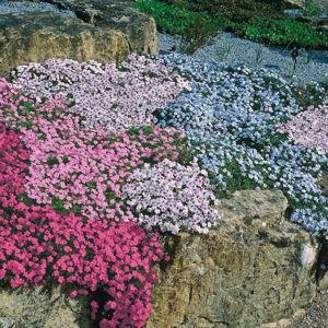 Phlox