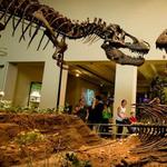 Carnegie Museum of Natural History