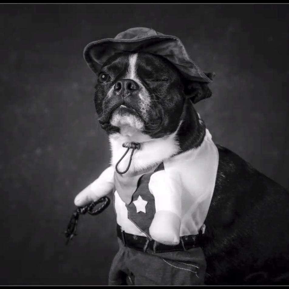 The king himself, Mushu the Boston aka Mr Moo