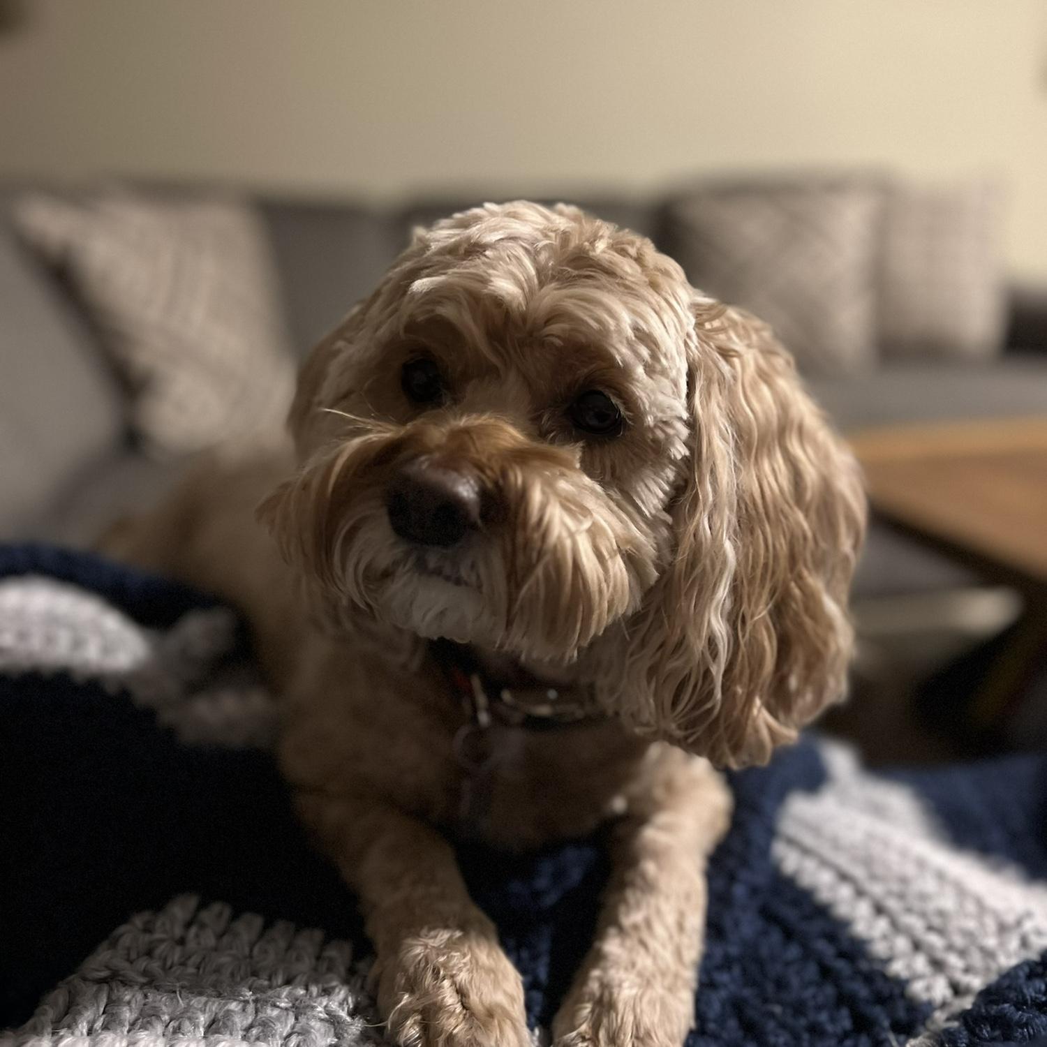 Our puppy dog Millie!