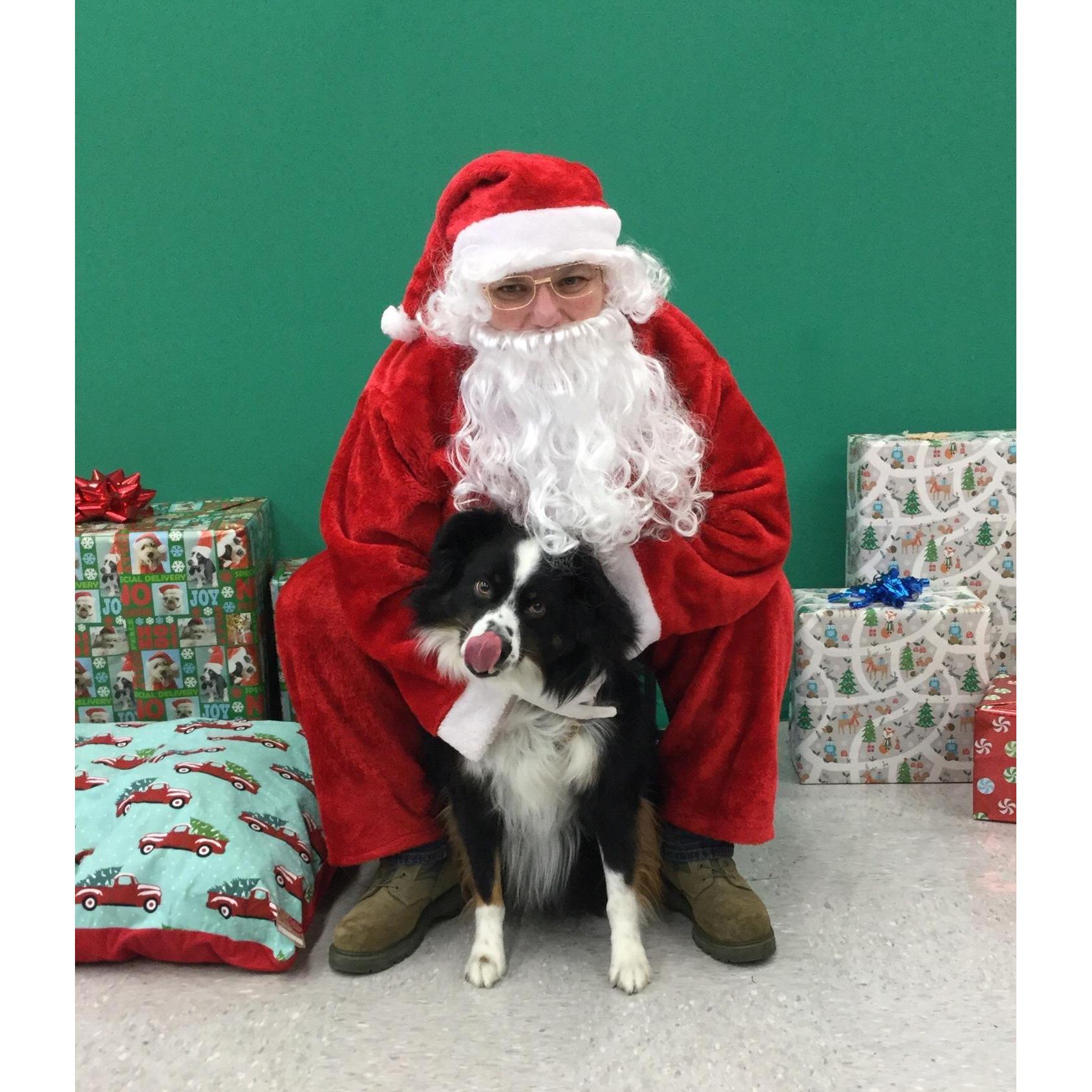 Link always enjoys meeting Santa Paws to tell him what he wants for the holiday!