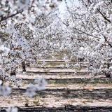 Fresno County Blossom Trail