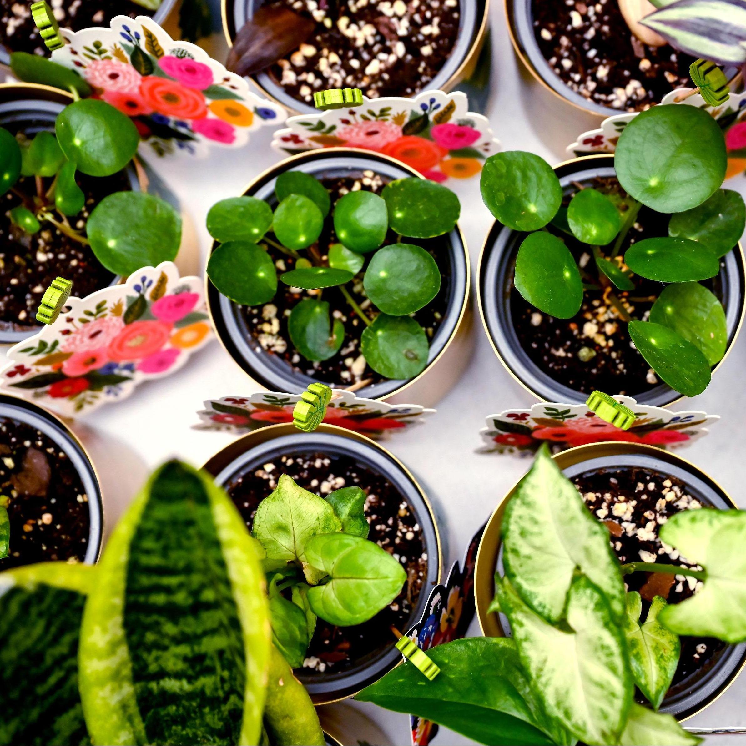 We provided tradescantia, syngonium, pilea and more as parting gifts for our attendees, along with notebooks and pencils so everyone could journal about how much they adore their new plants.