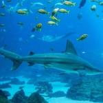 Georgia Aquarium