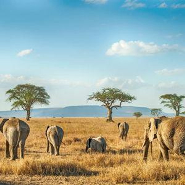 Safari Honeymoon Fund