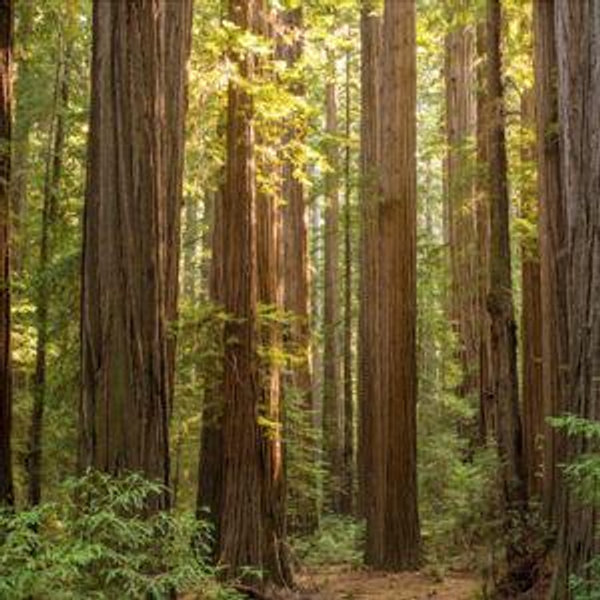 Honeymooning in the Redwoods
