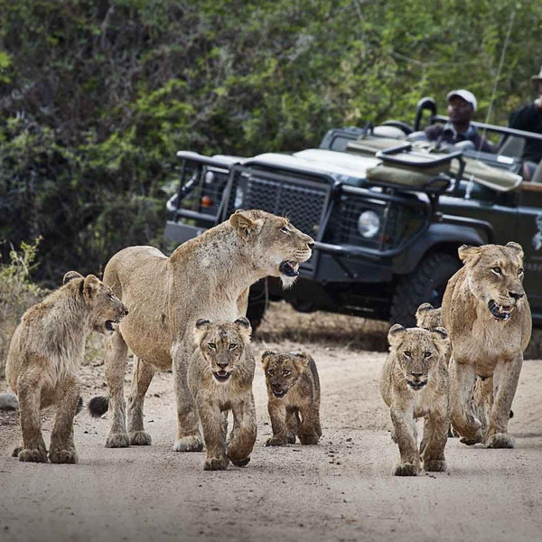 Our South Africa + Safari Honeymoon Fund