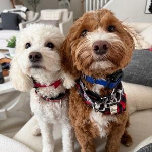 Pet Hotel during Our Wedding