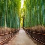 Arashiyama Bamboo Forest