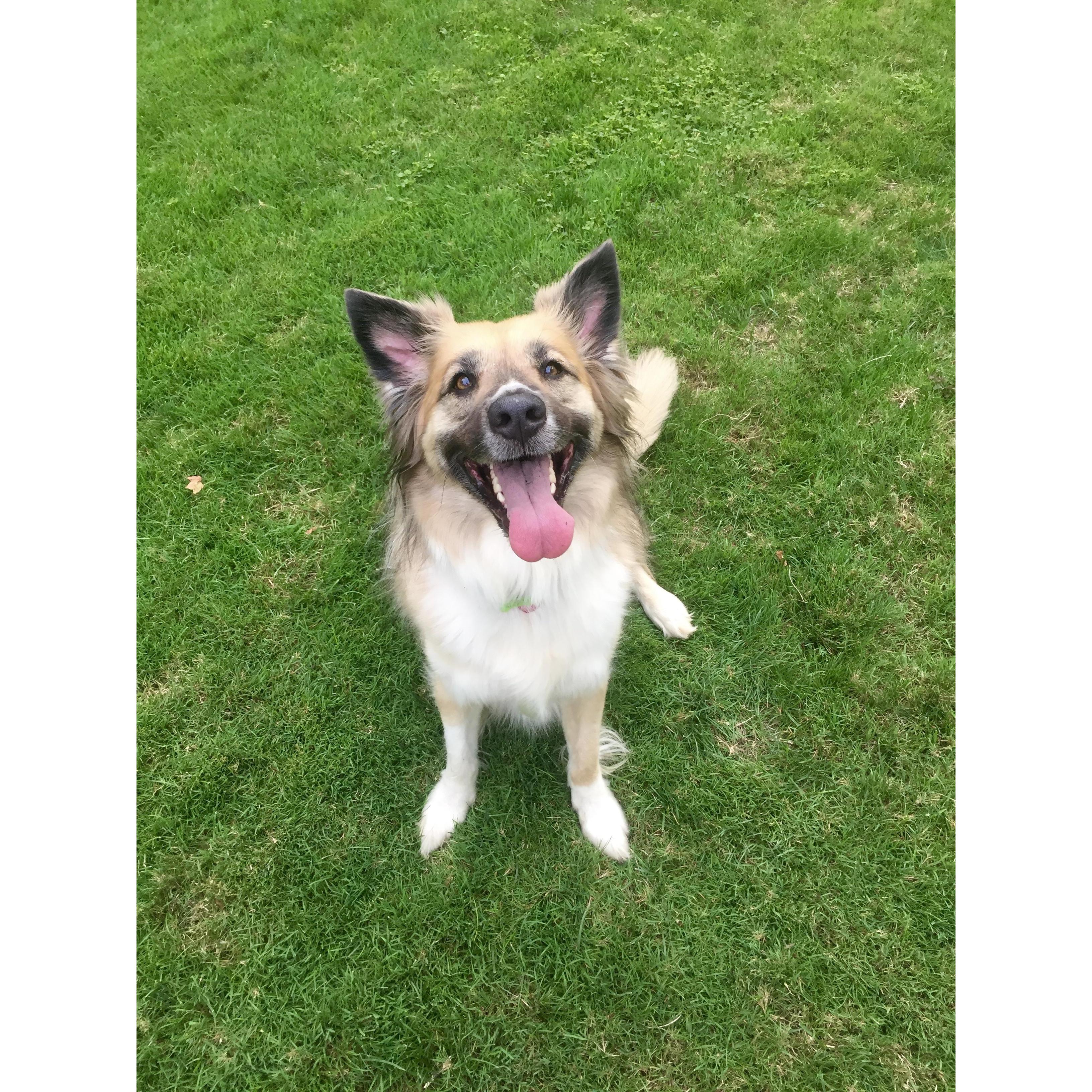 Official brides-dog, Gidget