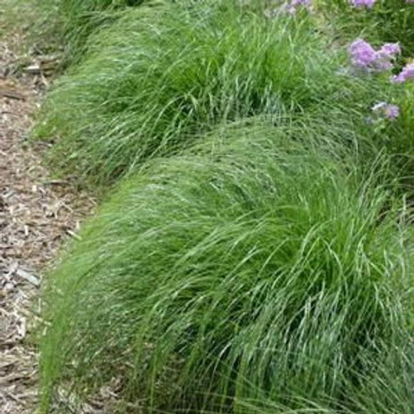 Prairie Dropseed (Sporobolus heterolepis)