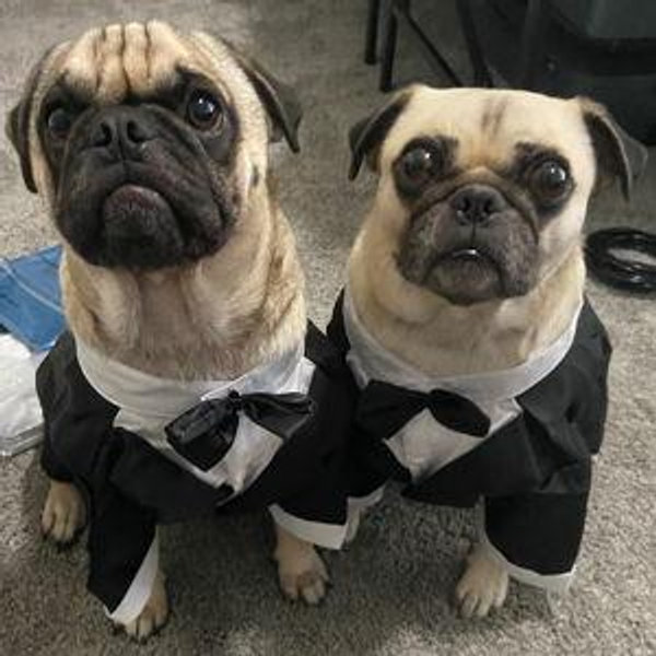 Emergency Pug Fund