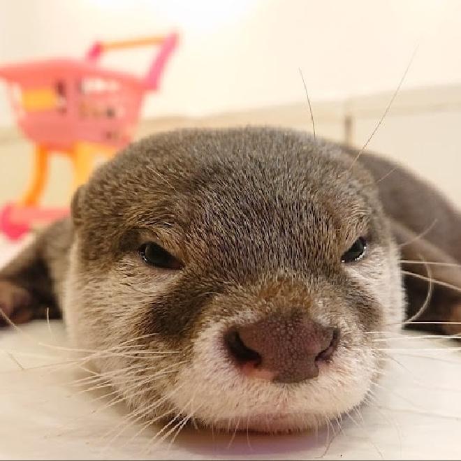 Loutre Otter Cafe
