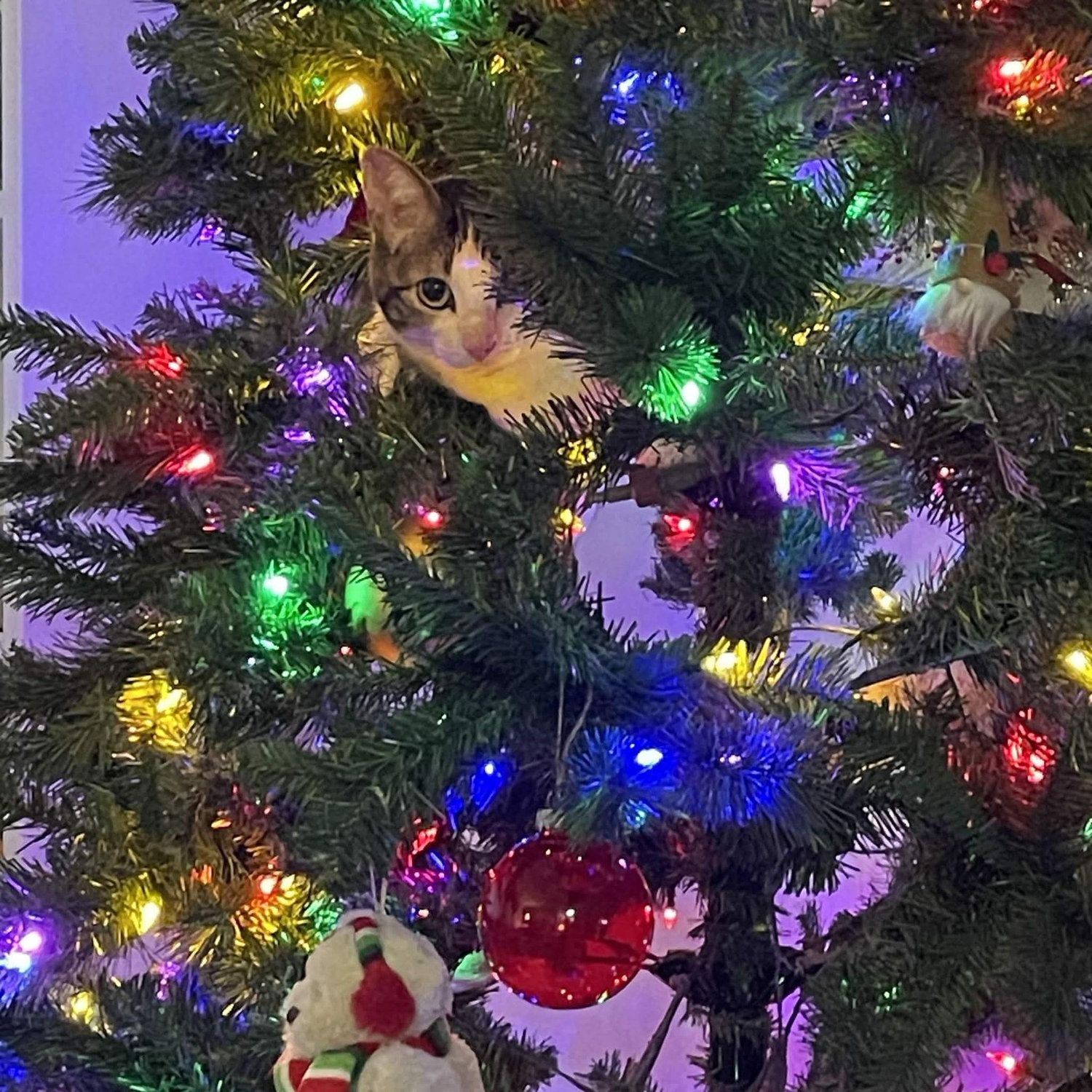 Mistle is the type to get stuck in the tree.