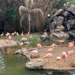 Houston Zoo