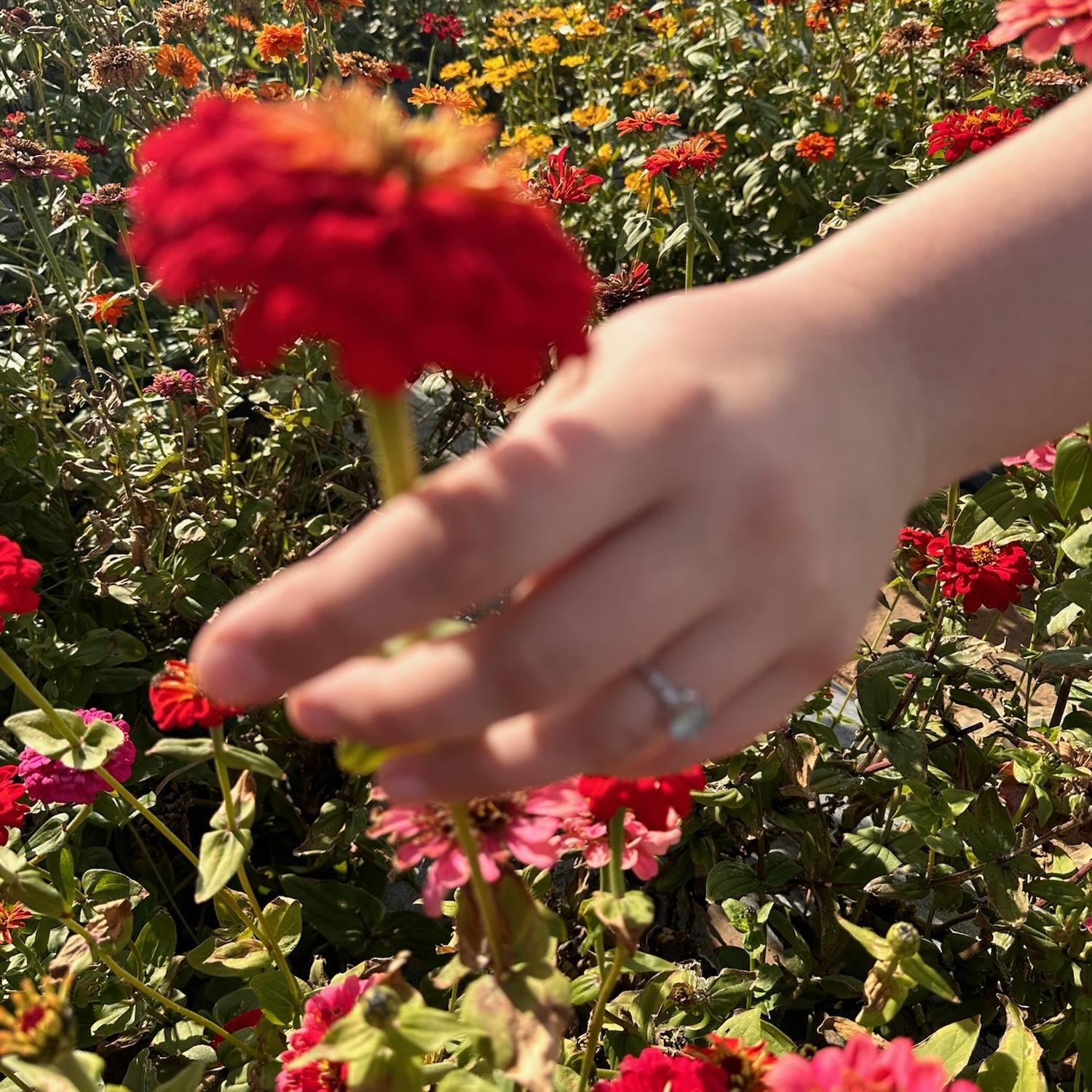 The ring!
