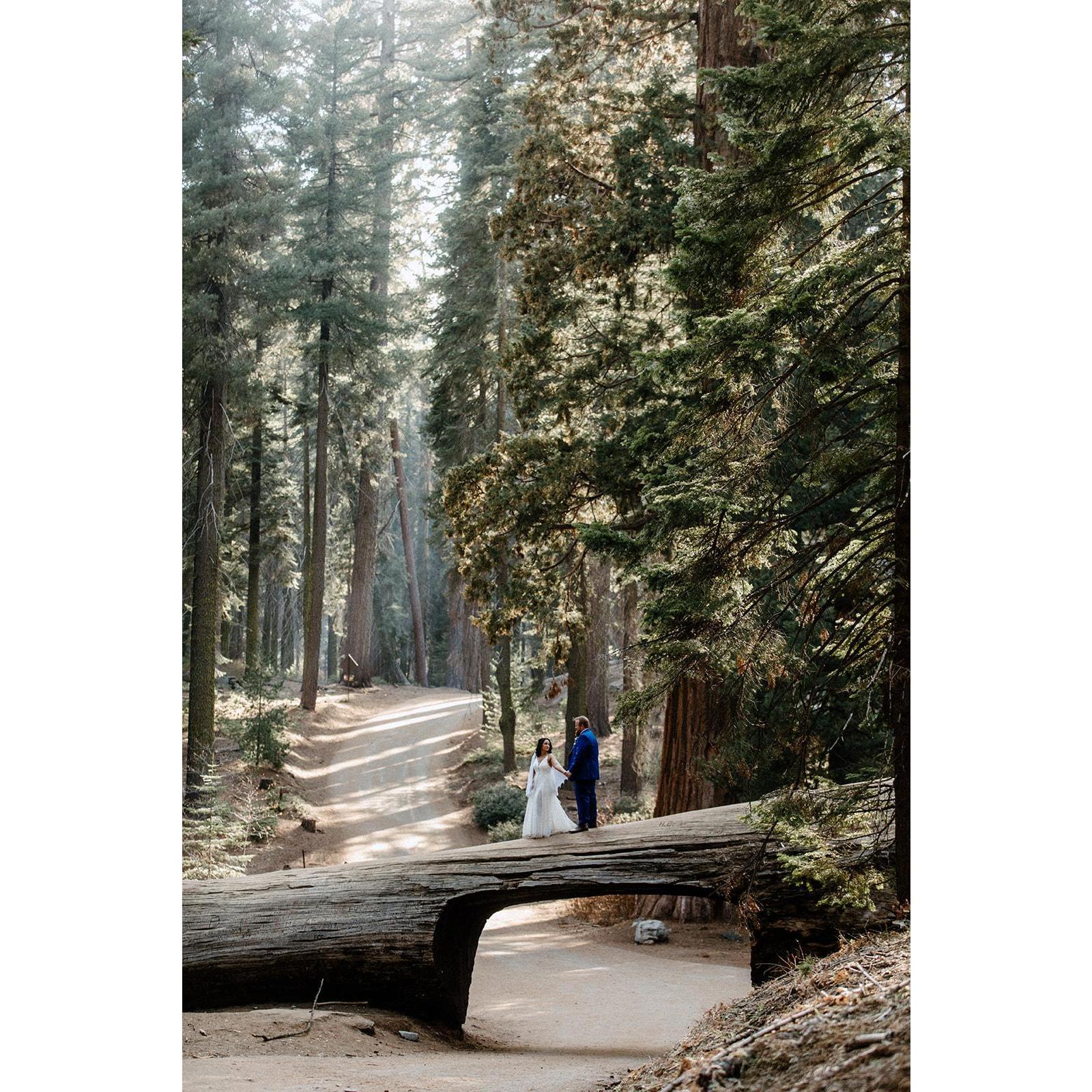 Tunnel Log in the Giant Forest